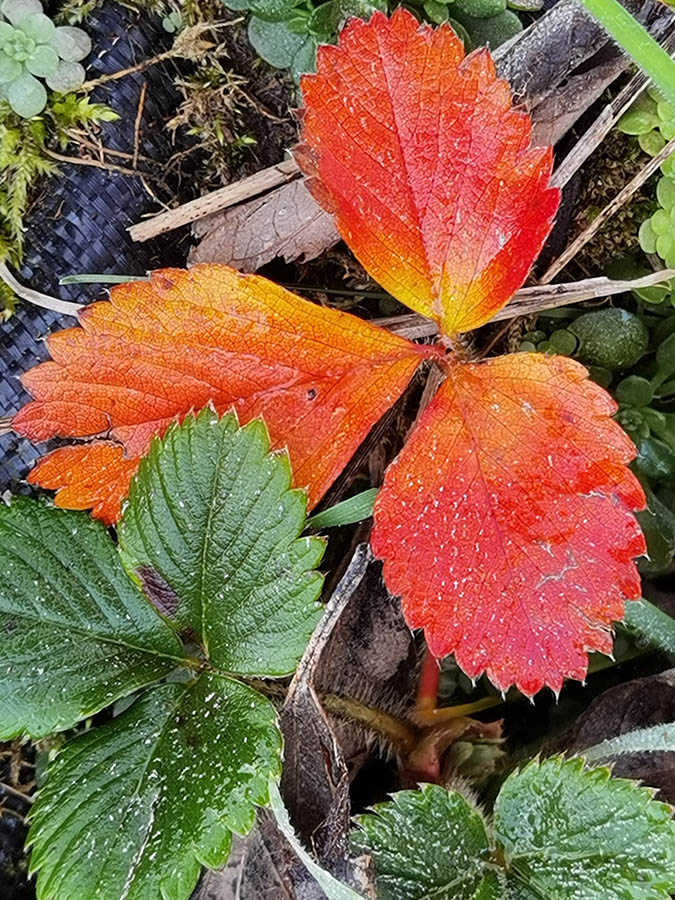 Fragaria x ananassa 'Summer Breeze'